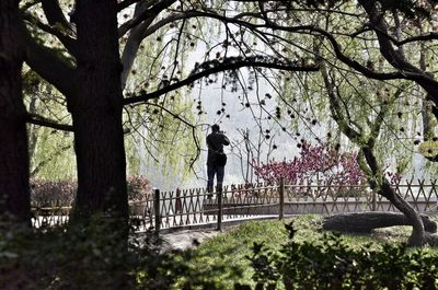 Rear view of man standing by tree