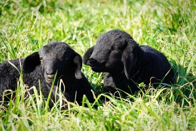 Sheep in a grass