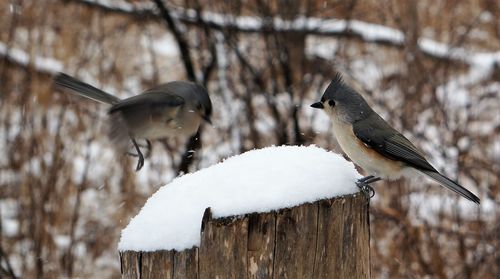 Close-up of bird perching on snow