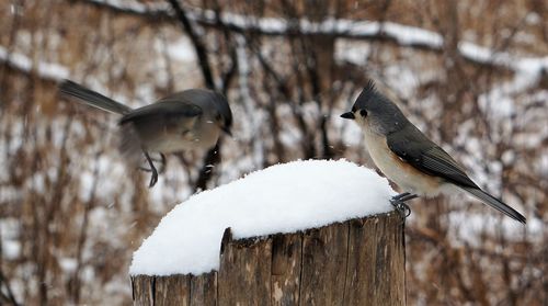 Close-up of birds perching and landing on snow