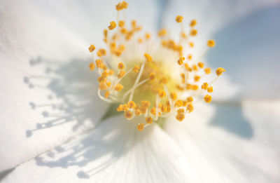 Close-up of yellow flowering plant