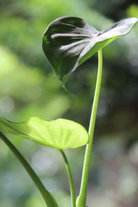 Close-up of flowering plant