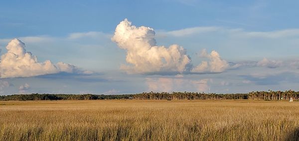 Panoramic view of agricultural field against sky