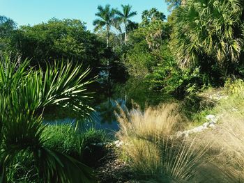 Palm trees growing in park