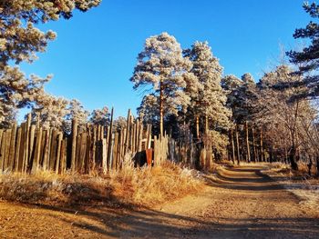 Road amidst trees in forest against clear sky