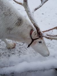 Close-up of snow on field during winter