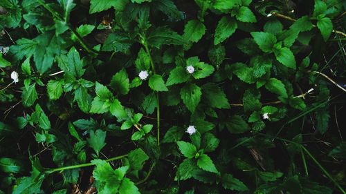 Full frame shot of green leaves