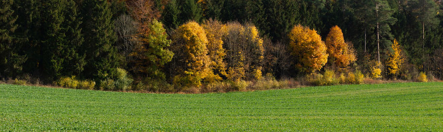 Pine trees in forest during autumn