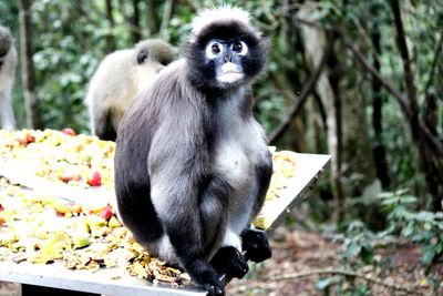 Close-up of monkey sitting on tree