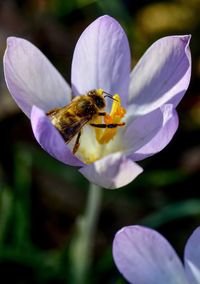 Close-up of bee pollinating on purple flower