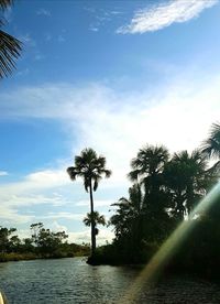 Low angle view of coconut palm trees against sky