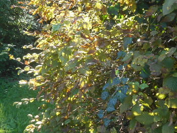 plant
