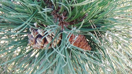 Close-up of plant