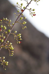 Close-up of flowering plant