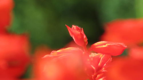 Close-up of red flower blooming outdoors