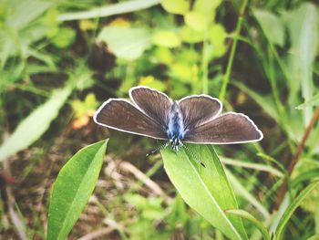 Close-up of butterfly on flower