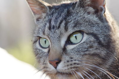 Close-up portrait of cat