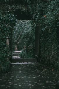 Footpath amidst trees in forest