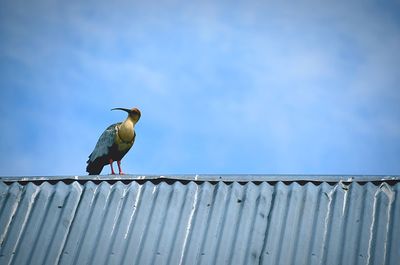 Low angle view of bird perching on roof against sky