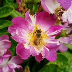 Close-up of bee on pink flower