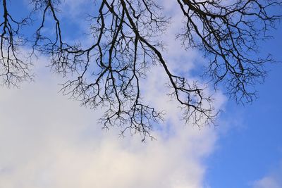 Low angle view of bare tree against sky