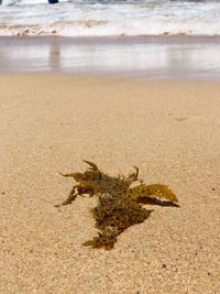 Lizard on beach