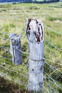 Close-up of horse on wooden post