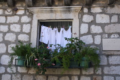 Laundry drying by potted plants at window of building