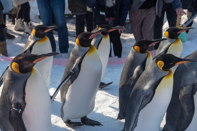 High angle view of penguins on snow covered sea