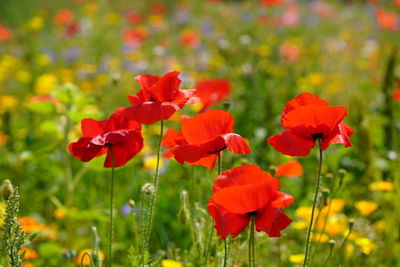 Close-up of red flowering plant on field