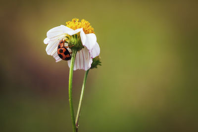 Close-up of insect on flower
