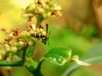 Close-up of insect on plant