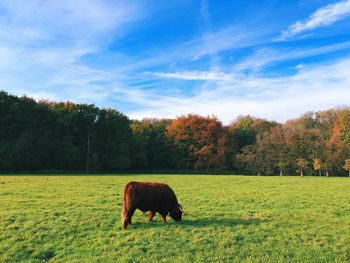 Horse in a field