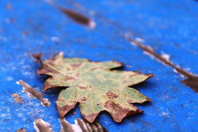 Close-up of dry leaves on field