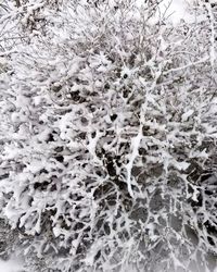 Full frame shot of frozen plant during winter