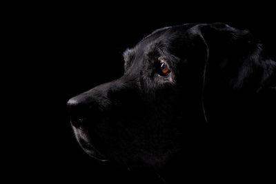 Close-up of dog looking away against black background