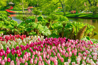 Close-up of pink flowering plants by lake