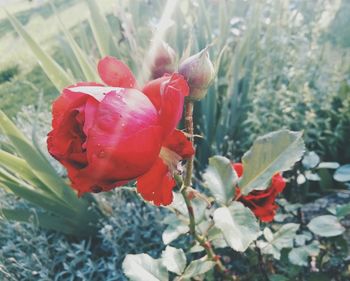 Close-up of red flowers