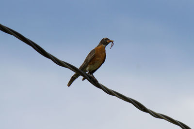 Low angle view of bird perching on steel cable with worms in beak against sky