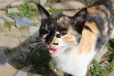 Close-up portrait of cat