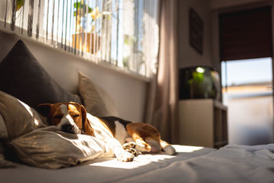 Dog lying on bed at home