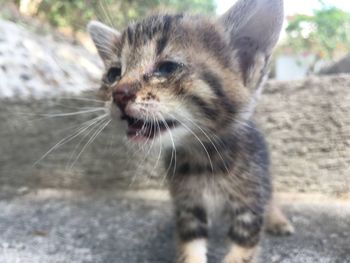 Close-up of a cat looking away