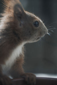Close-up of cat looking away