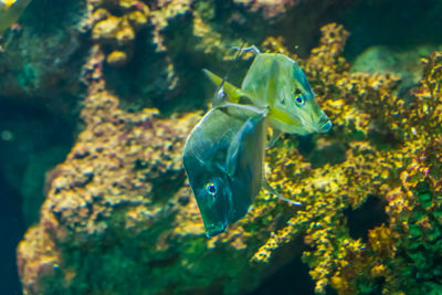 Fish swimming in sea