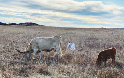 View of longhorns in pasture