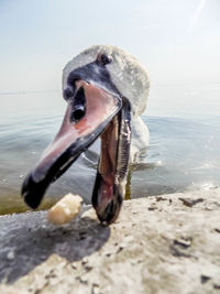 Close-up of swan feeding on retaining wall by lake