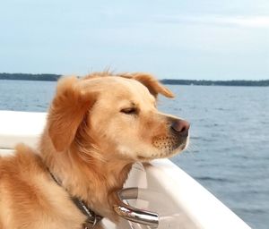 Dog looking away while standing on sea against sky