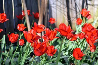 Close-up of red tulips