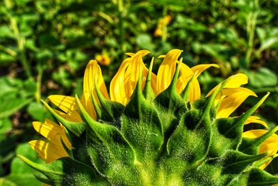 Close-up of sunflower on plant