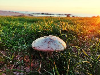 Close-up of mushroom growing on field